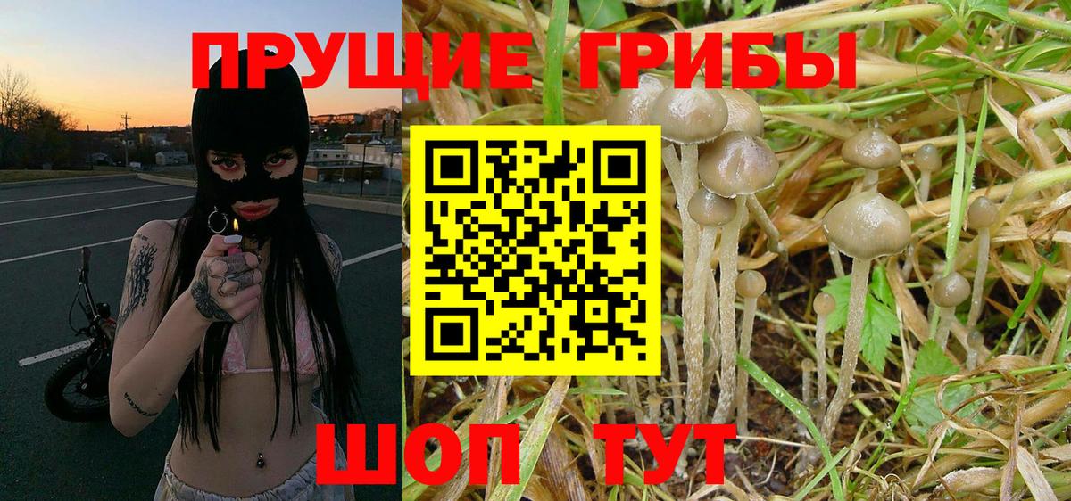 Галлюциногенные грибы Psilocybine cubensis  Вход с VPN  Галлюциногенные грибы Psilocybe  Малоярославец 